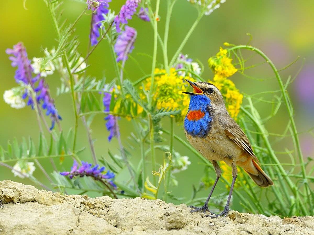 природа, фотоохота, варакушка, птицы, животные, цветы, лето, vladilenoff