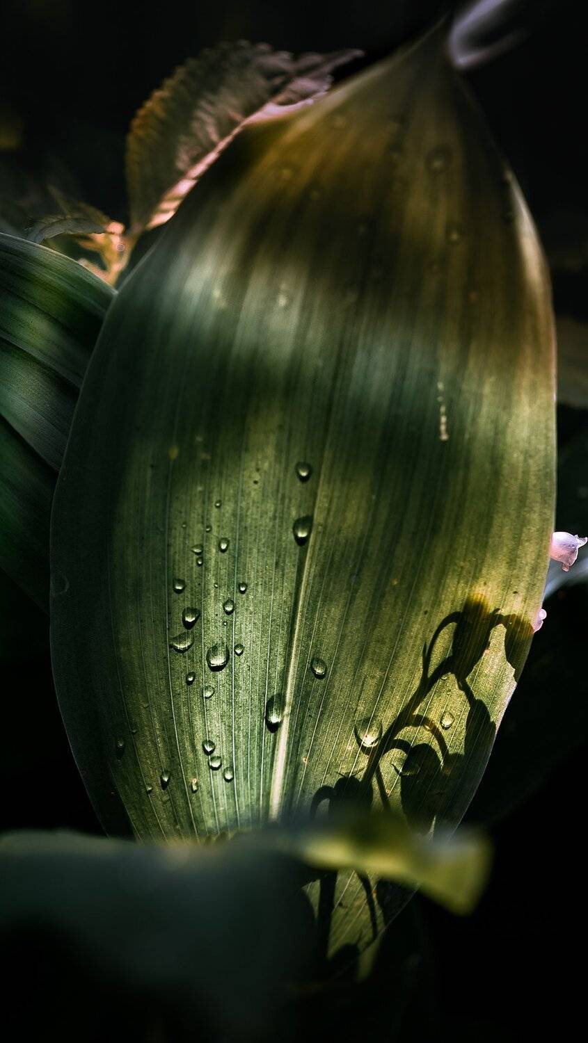 природа, макро, цветы, ландыш, капли дождя, Неля Рачкова