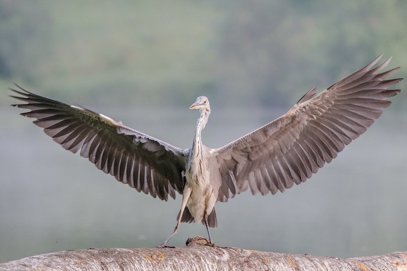 Вооот такую плотву вчера поймала! фото превью