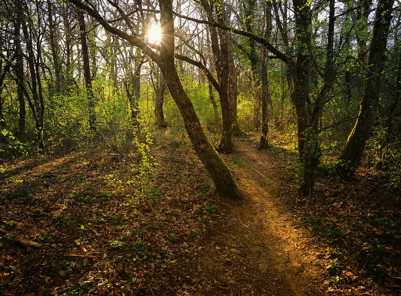 свет, тени, листва, март, monts d\\\'or, lyon пробудившийся лес фото превью