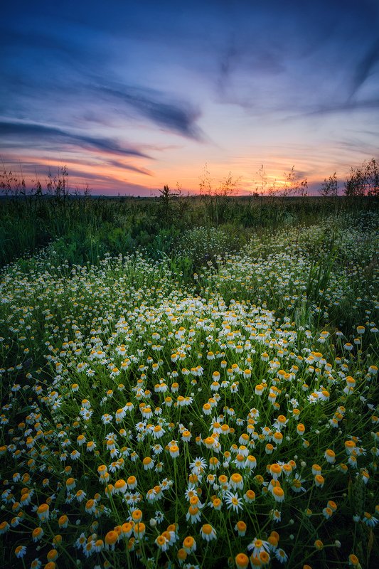 Full bloom фото превью