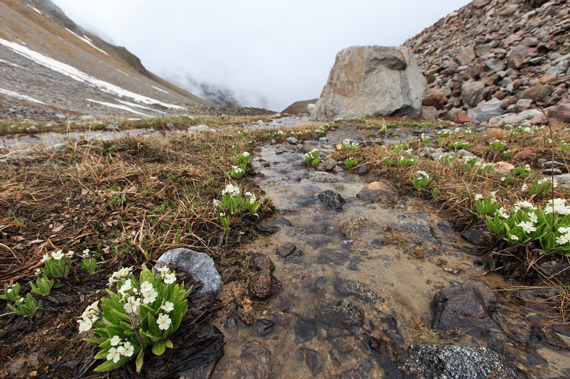 alpine flowers фото превью