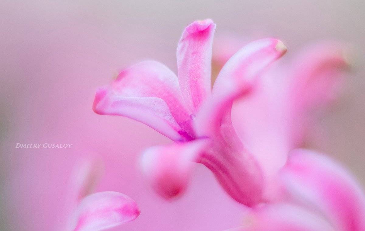 макро, природа, весна, макросъёмка, макрофотография, растение, цветы, утро, , Дмитрий Гусалов