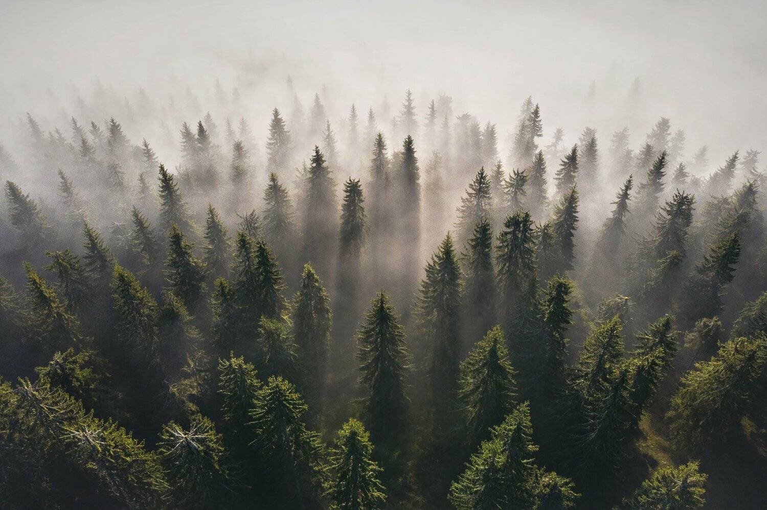 mountain, spring, landscape, travel, nature, romania, colors, rodnei, fog, trees, forest, sunrise, mist, Lazar Ioan Ovidiu