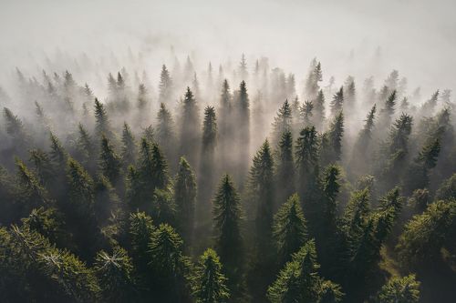 The Misty Army