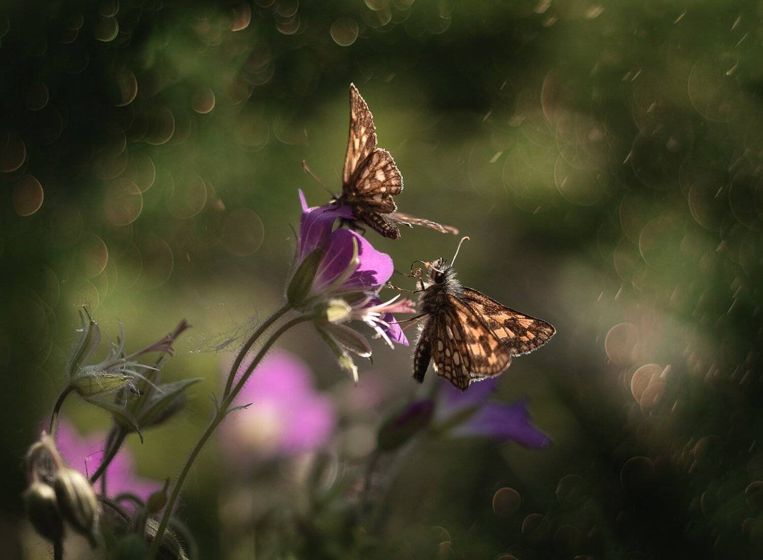 , Баранов Олег