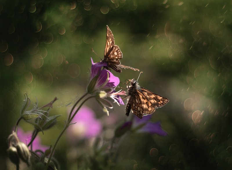 *** фото превью