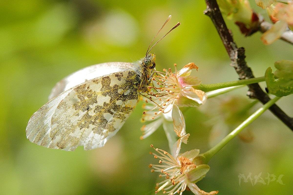 макро весна бабочка цветы, Шангареев Марс