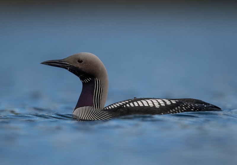 Black-throated loon фото превью