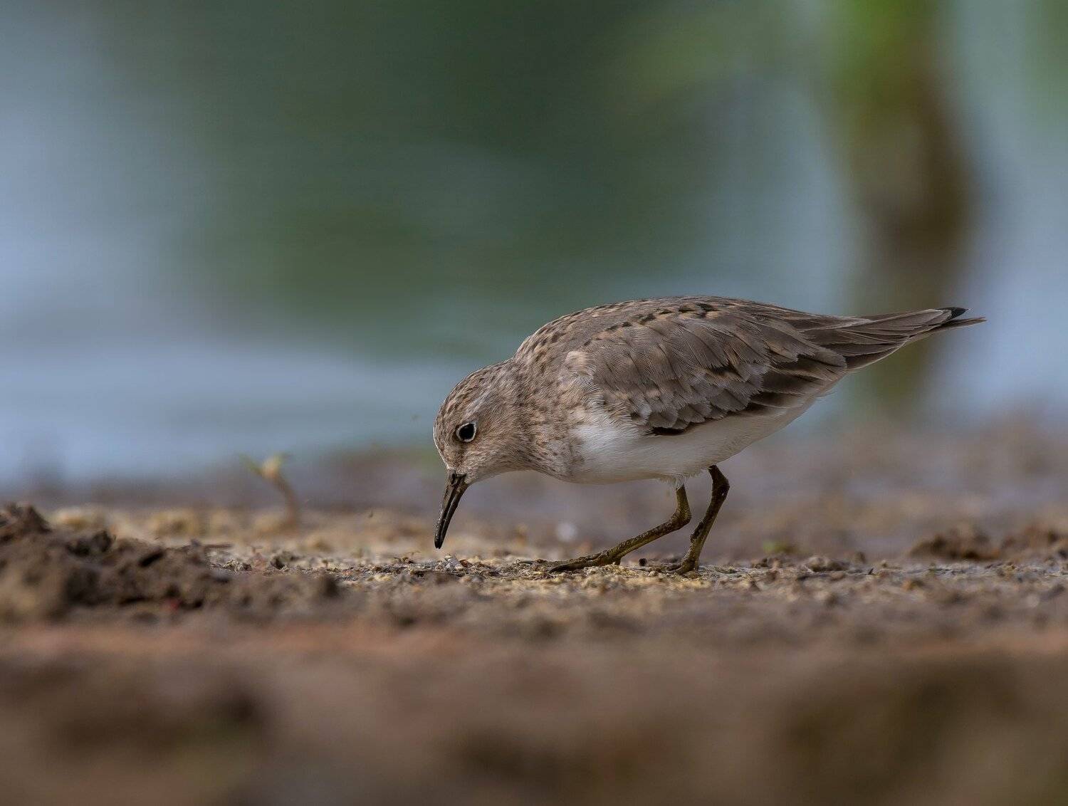 птицы,природа,весна, Андрей Киселёв