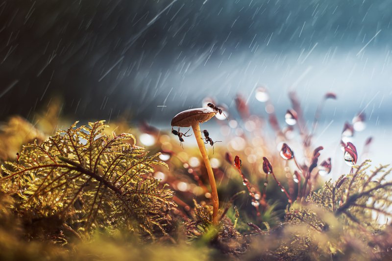 Из жизни муравьев фото превью