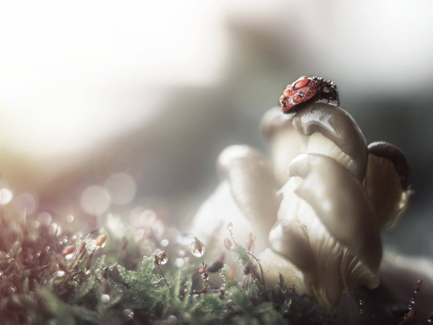 , Анастасия Третьякова