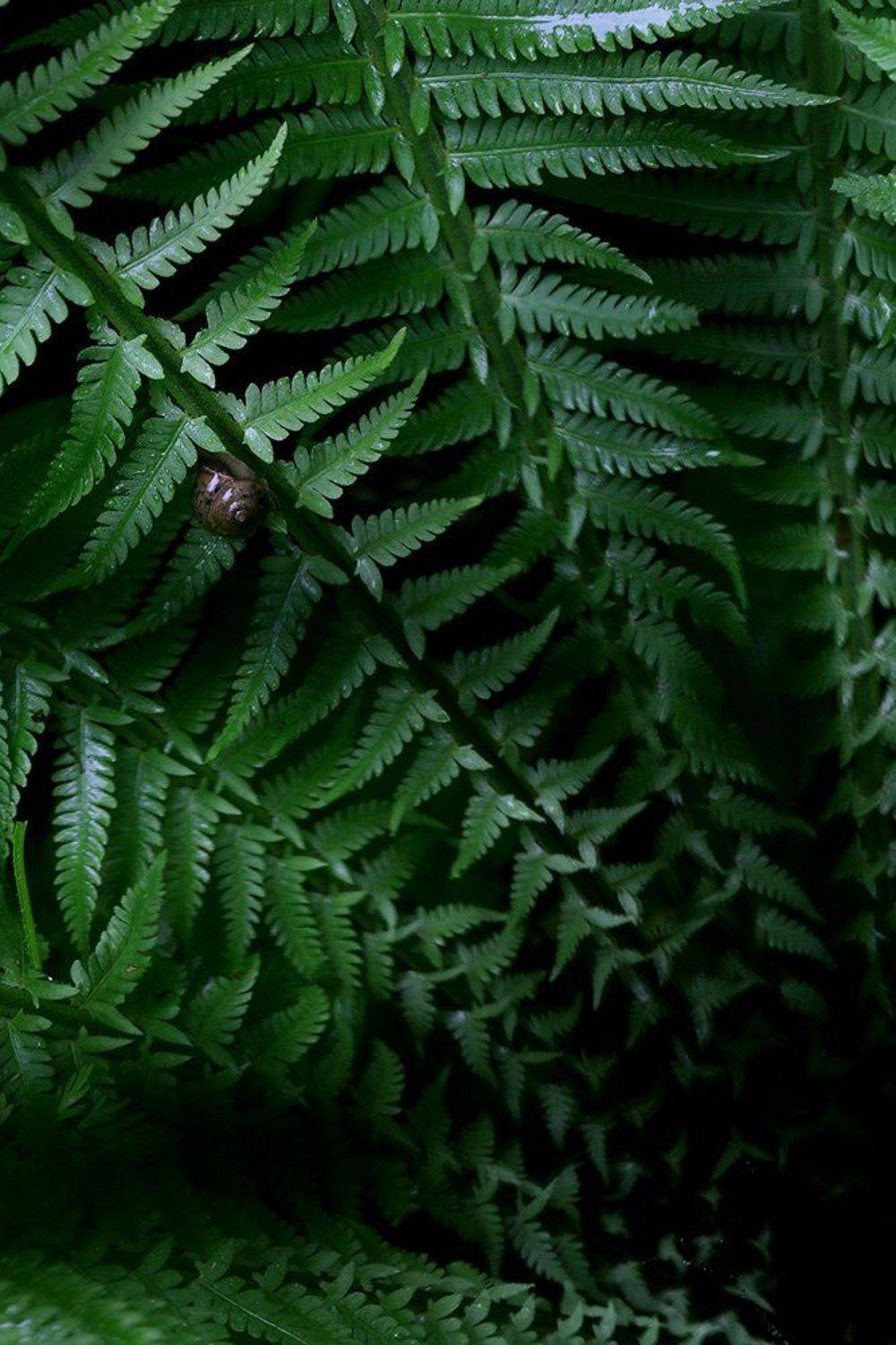 , Иваненко Светлана