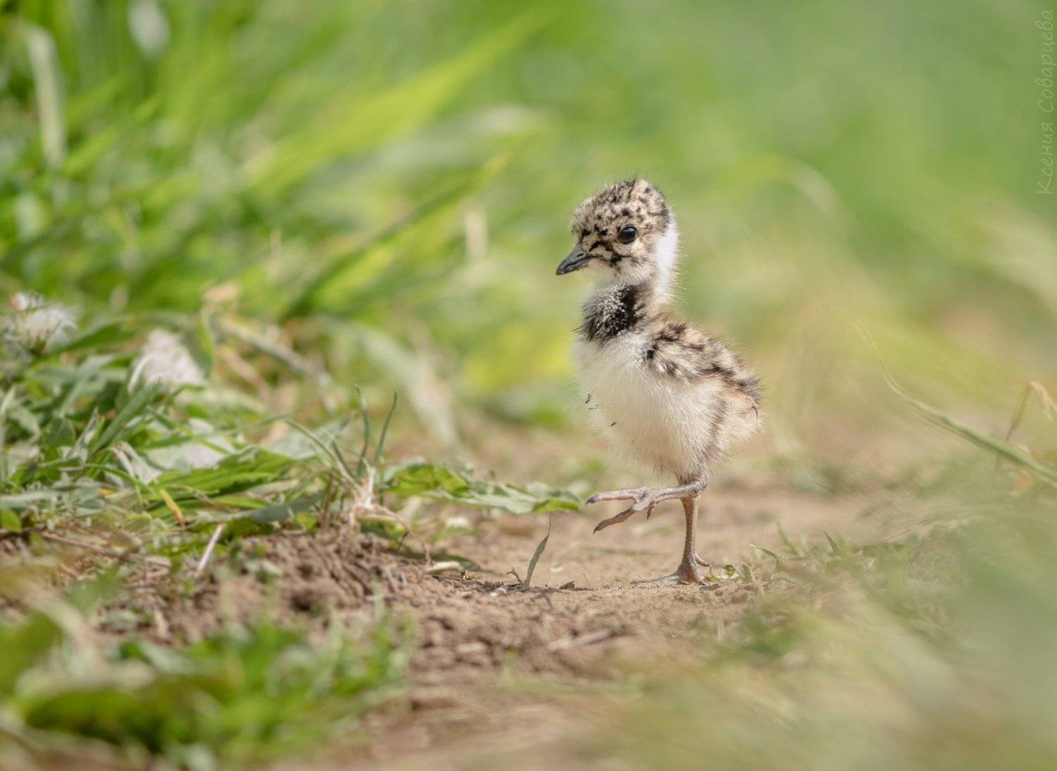 чибисёнок, чибис, vanellus vanellus, птенец чибиса,  слёток, птенчик, чьи вы, nikon 500, москва река, грунтовка, подмосковье, московская область, аксиньино, одинцовский район, природа росиии, 105 mm lens, птенец, май, милота, весна 2019, пушистик, Ксения Соварцева