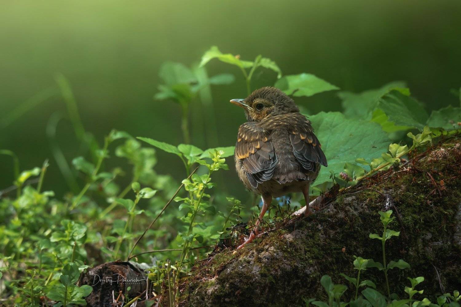 природа, лес, животные, птицы, Дмитрий Посевич