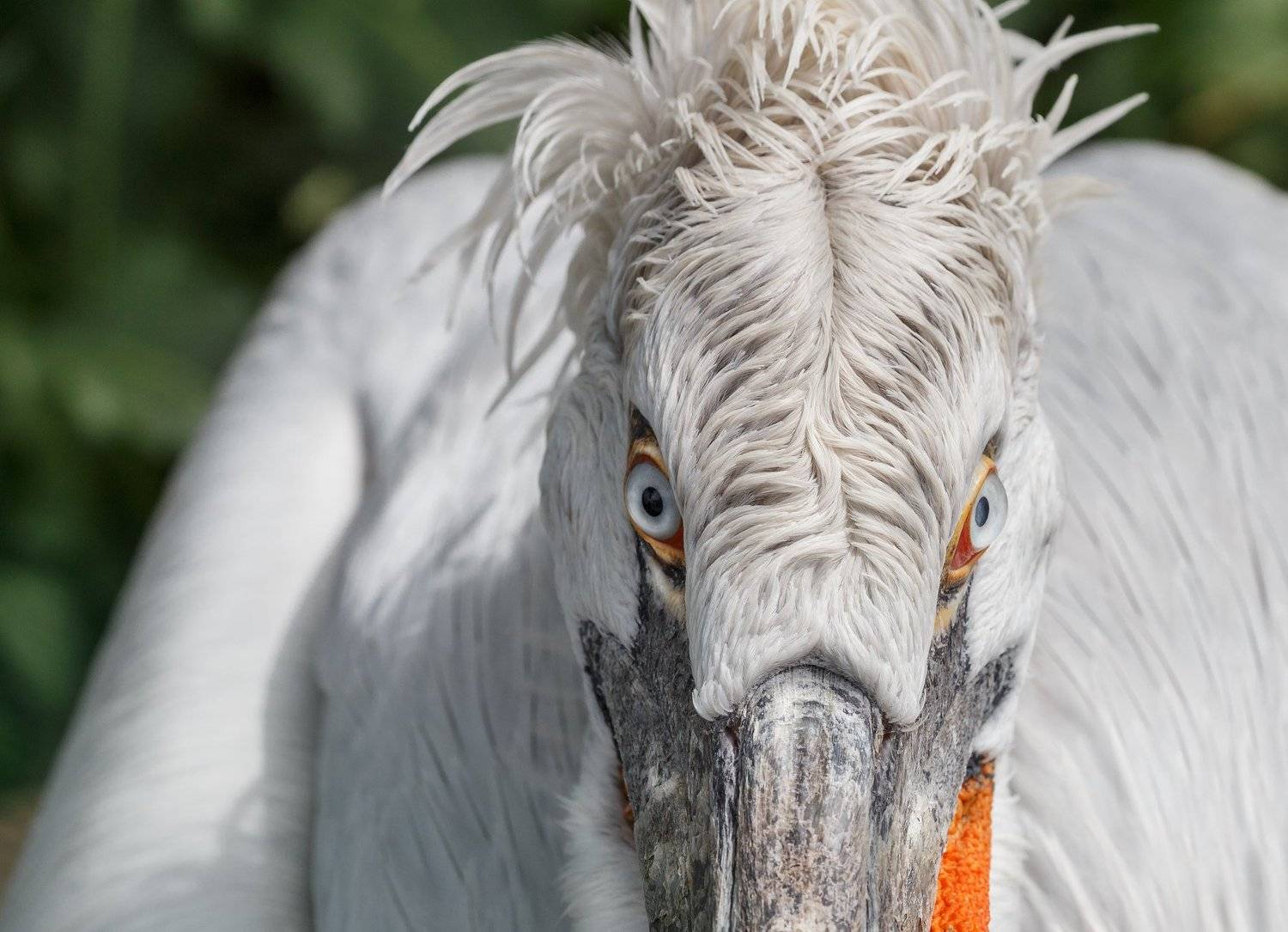 пеликан, Олег Богданов