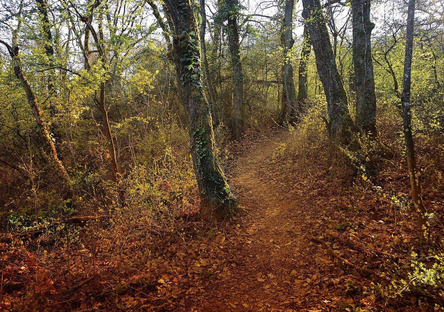 свет, тени, лес, monts d\'or, lyon, Olga N.