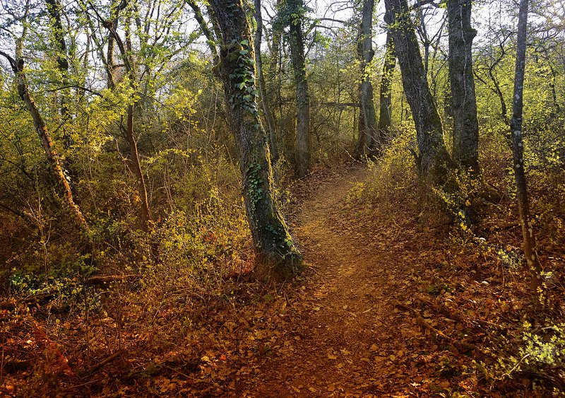 свет, тени, лес, monts d\\\'or, lyon  фото превью