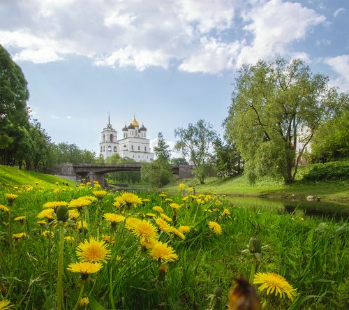 Одуванчики