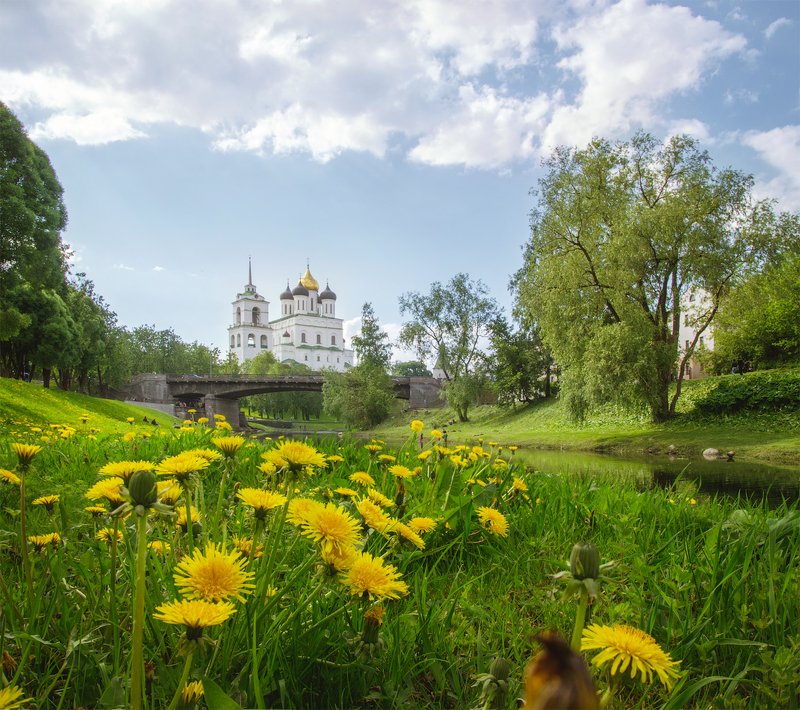 псков, россия, весна, одуванчики Одуванчики фото превью