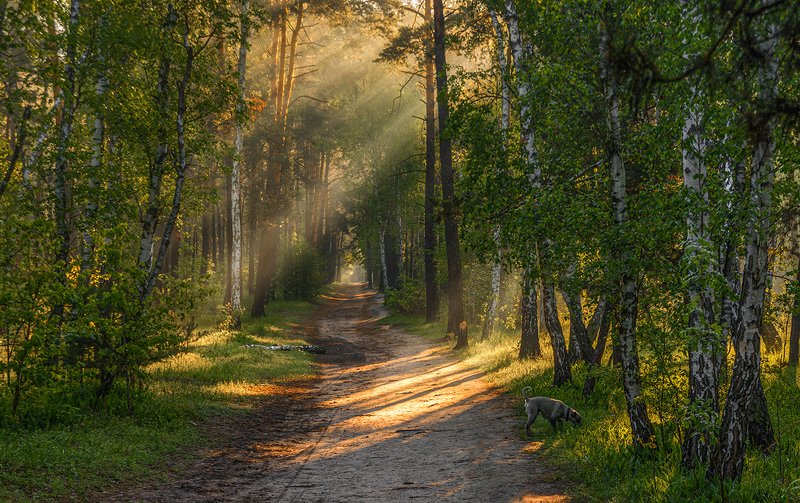 прогулка в лесу фото превью