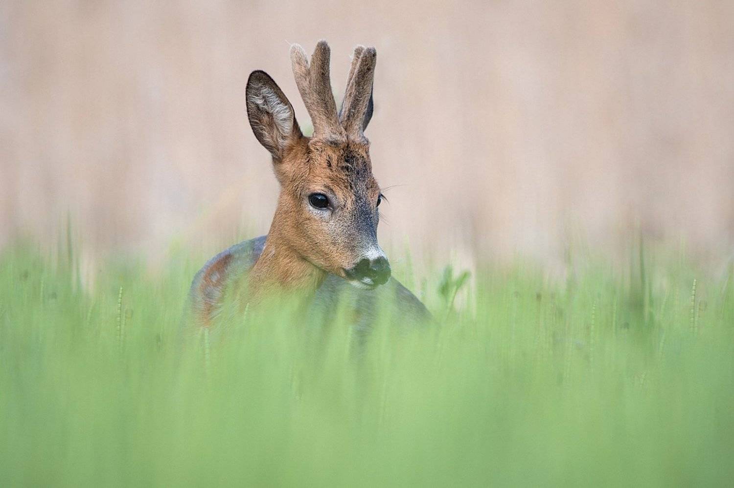 , Дмитрий Вилюнов