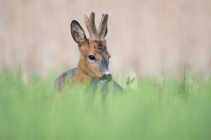 Эти рожки,эти молодые рожки. фото превью