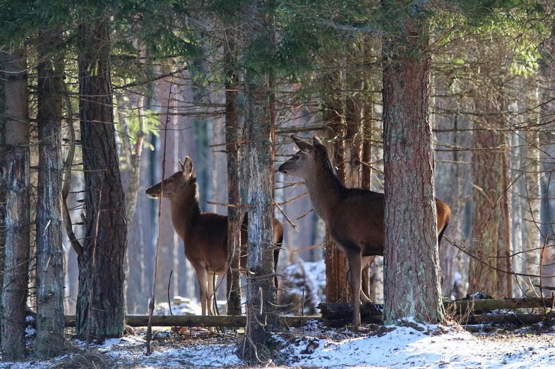 фото превью