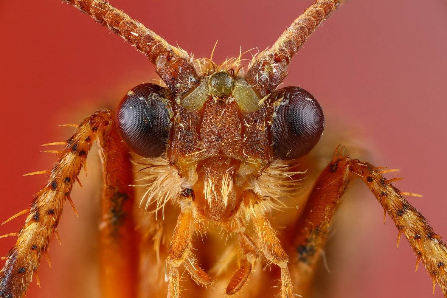 бабочка макро портрет розовый насекомое животное, Андрей Шаповалов