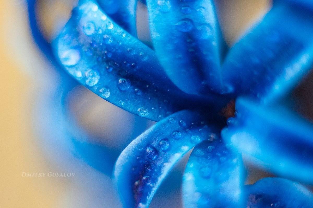 макро, природа, весна, макросъёмка, макрофотография, растение, цветы, , Дмитрий Гусалов