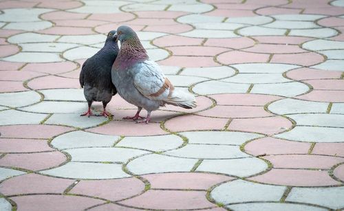 Картины уличной любви. 