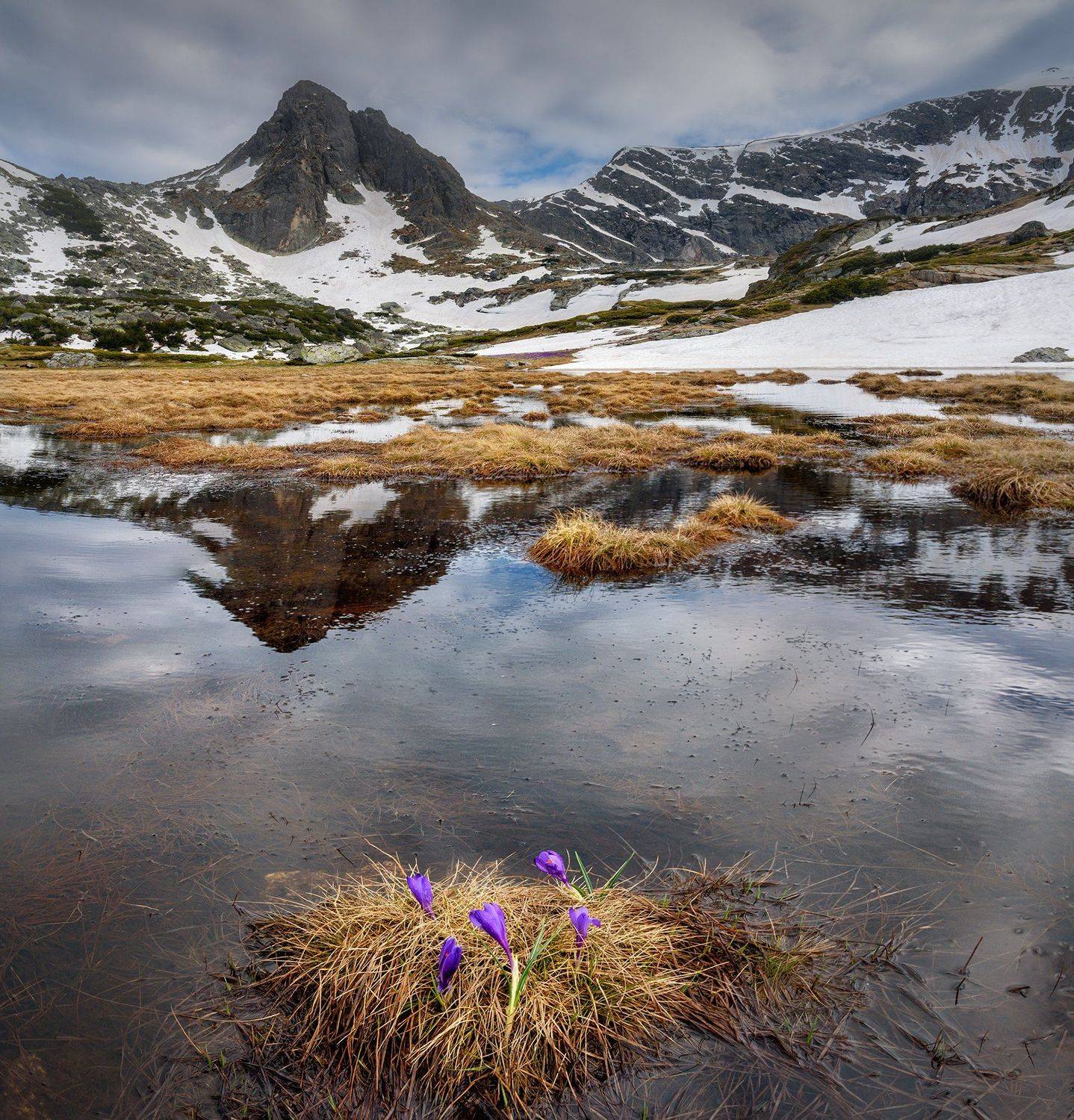 , Albena Andonova-Asa