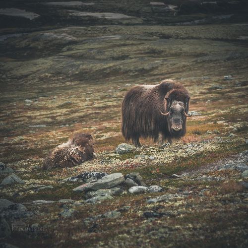 Muskoxes from Dovrefjell