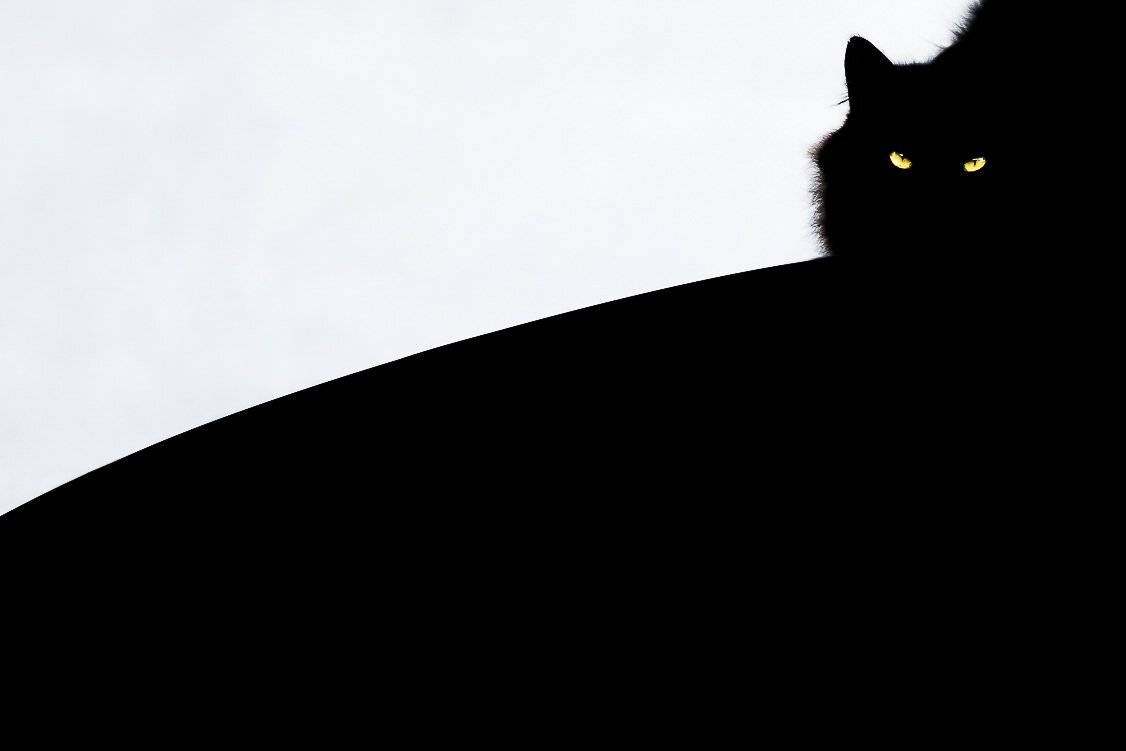 cat,animal,b&w, Tomek Orylski