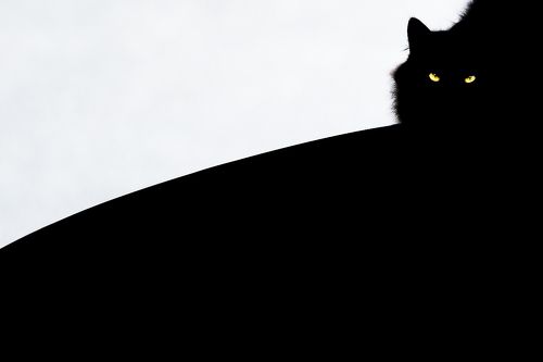 Black cat