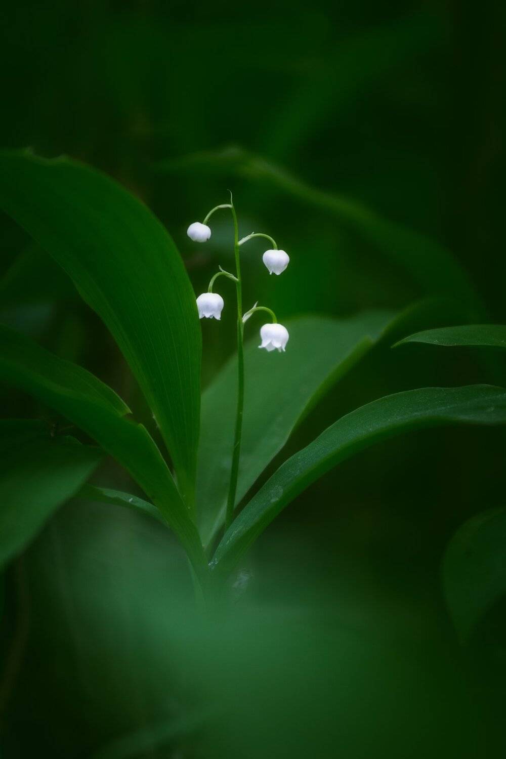 природа, цветы, ландыш, Мартыненко Дмитрий
