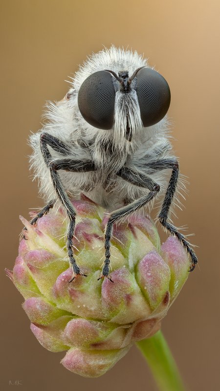 ктрырь,robber fly Ктырь в бурке фото превью
