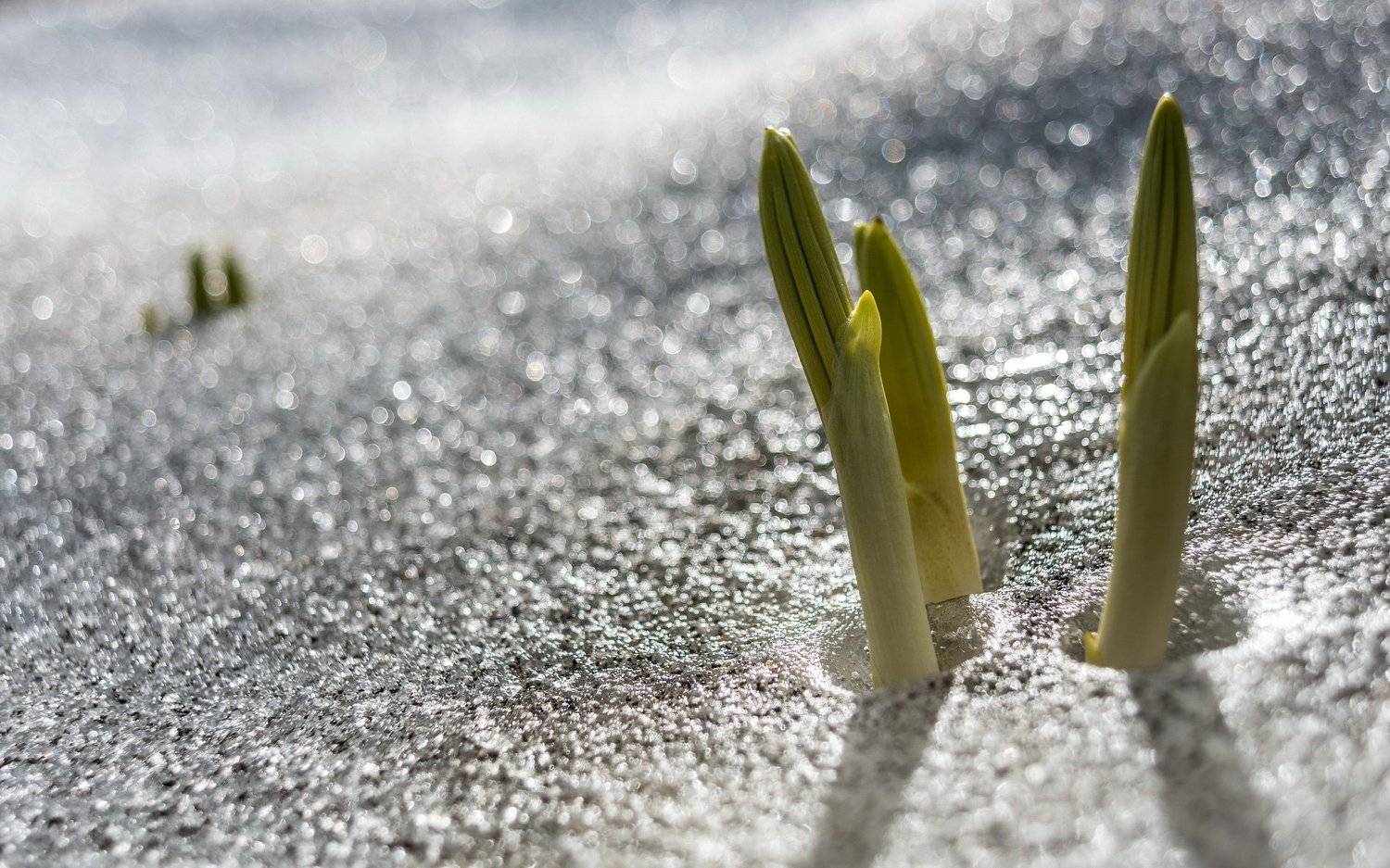 горы, ергаки, западный саян, красота, ник васильев, пейзаж, саяны, сибирь, снег, лед, сила жизни, росток, боке, Николай Васильев