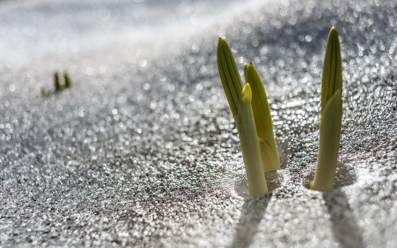 горы, ергаки, западный саян, красота, ник васильев, пейзаж, саяны, сибирь, снег, лед, сила жизни, росток, боке Сила Жизни. Прострелы. фото превью