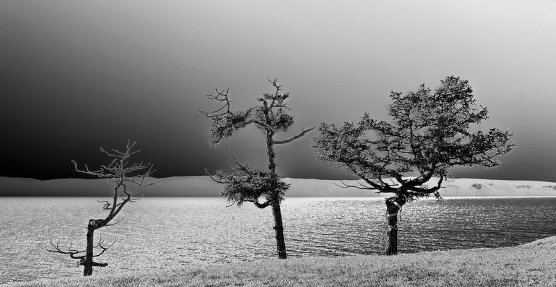 россия, сибирь, байкал, озеро, остров ольхон, ник васильев, красота, жизнь, монохром, дерево, лиственница Жизнь. Три стадии. фото превью