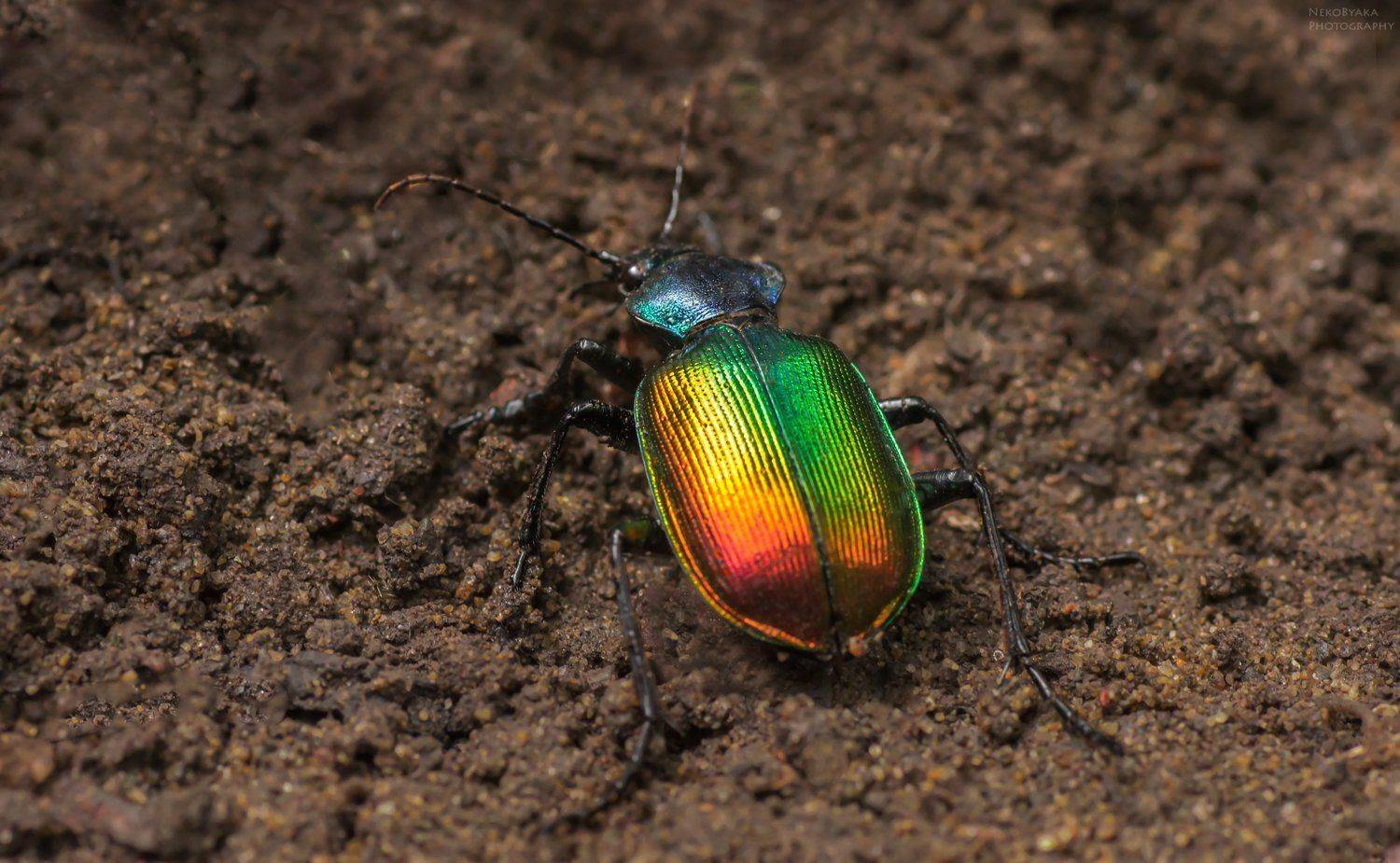 макро, природа, насекомые, жук, красотел, macro, nature, insects, beetle,, Тараненко Анжелика