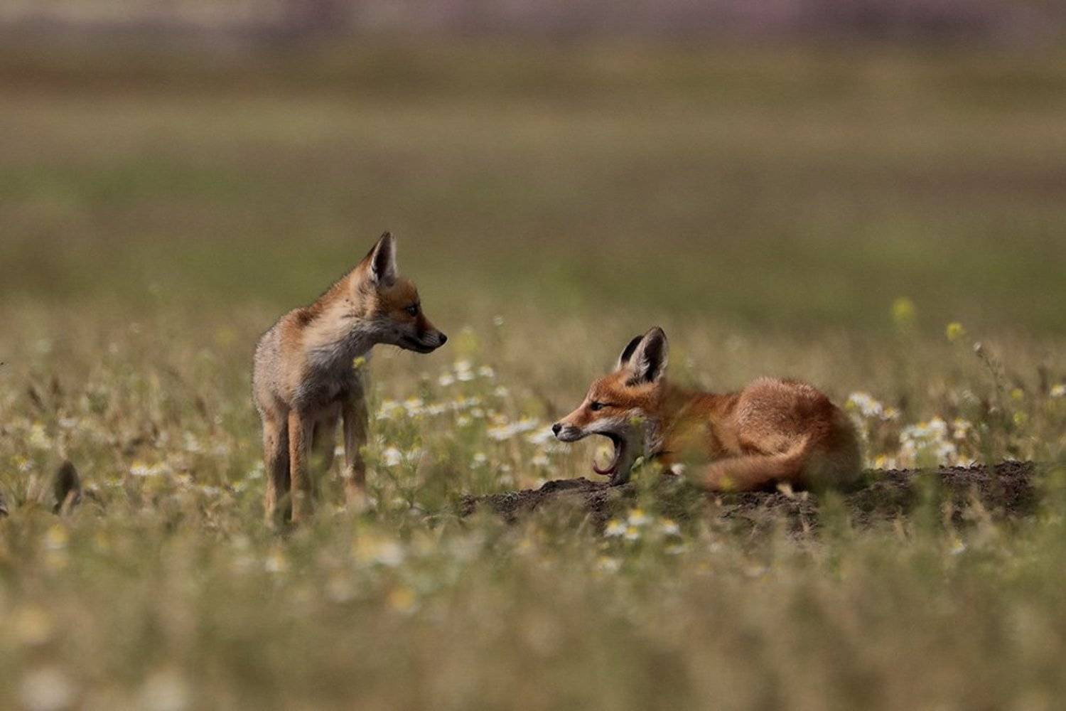 , Иваненко Светлана