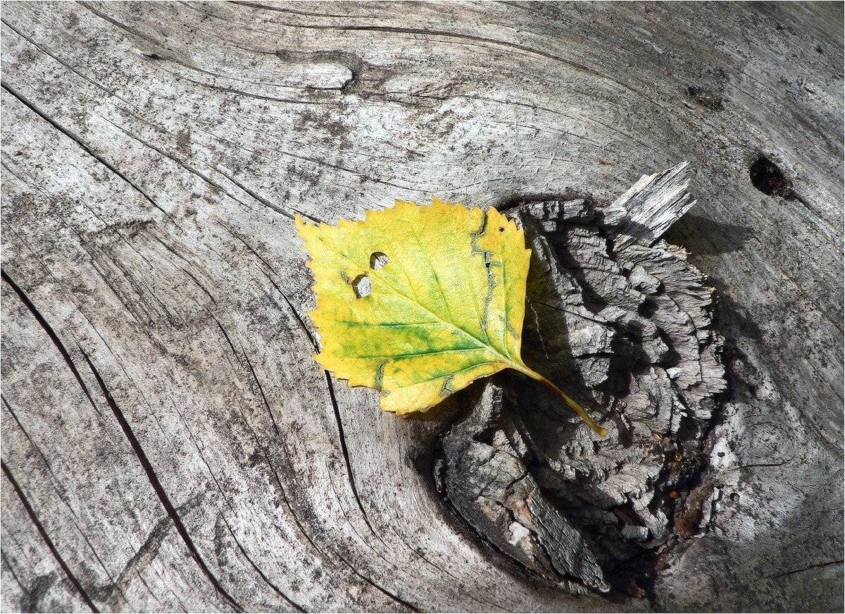 осень, КарОл