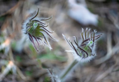 Pro недолговечность красоты ...