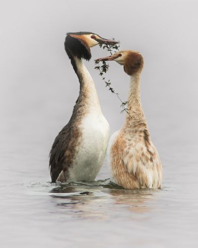 Редкий экземпляр