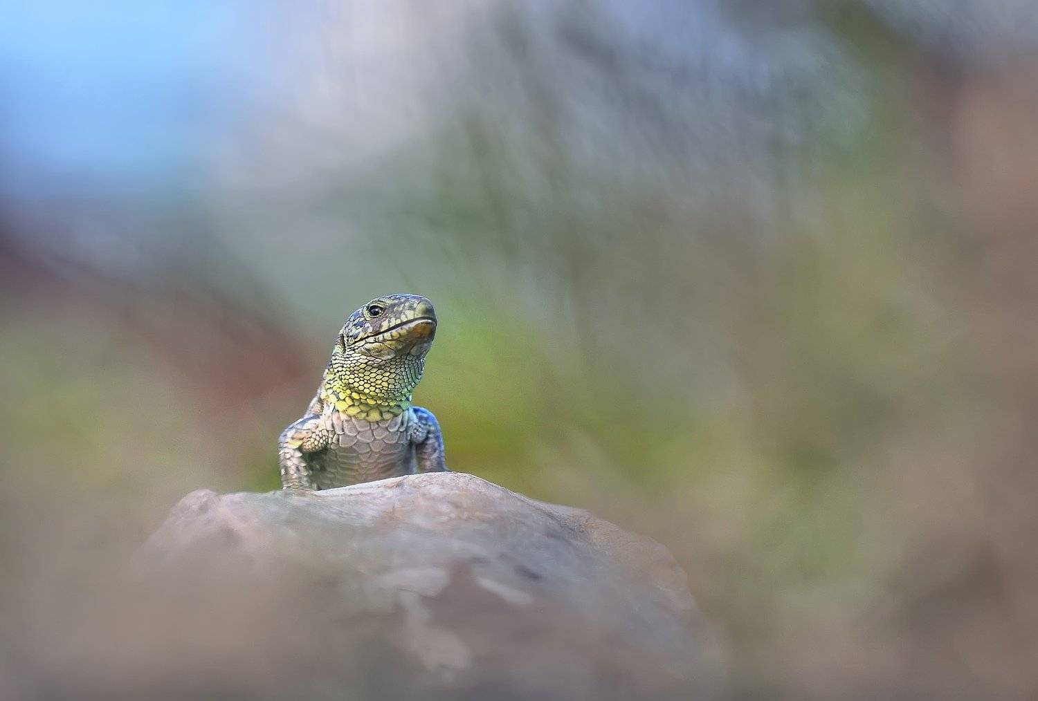 , Макеев Алексей