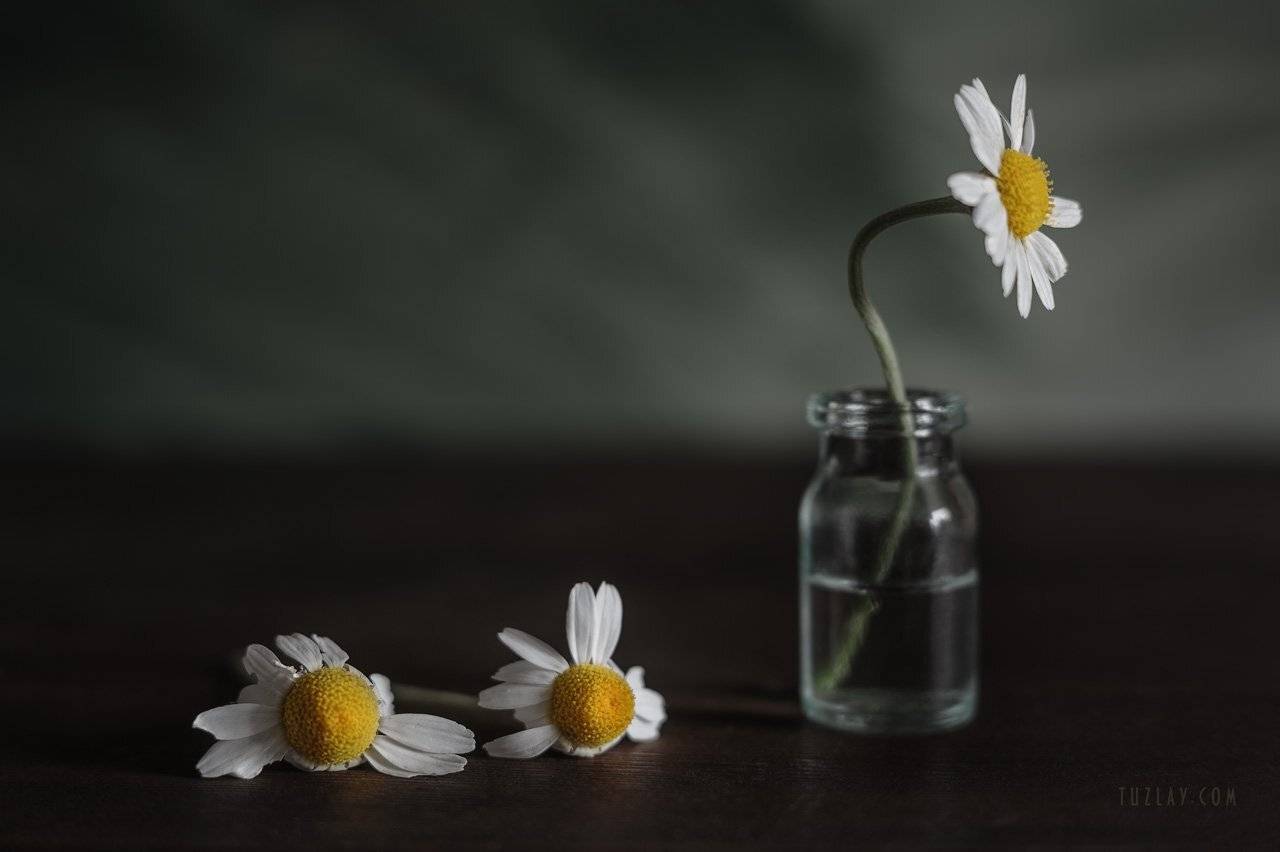 ромашки, белые ромашки, софт фокус, боке, ромашка во флаконе, Владимир Тузлай