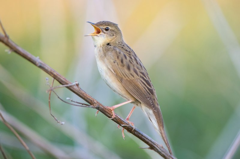 Обыкновенный сверчок. фото превью