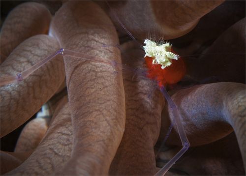 крабье курабье