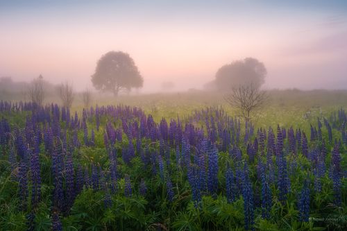 Люпиновое утро...